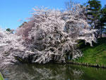 弘前城の桜 - 其の一