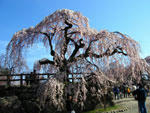 弘前城の桜 - 其の二