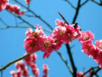 弘前城の桜 - 其の三
