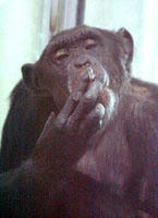 タバコふかしたチンパンジー